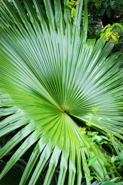 Palmera Hoja Verde Grande Planta Tropical Palmera Que Crece Bosque — Foto de Stock