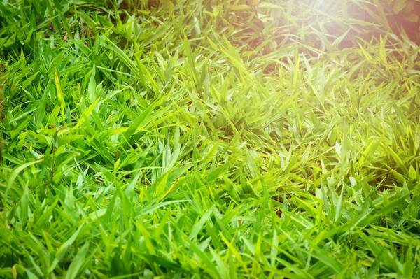 Grünes Gras Natürlicher Hintergrund Grasfeld Und Sonnenlicht Morgen Grüner Hintergrund — Stockfoto