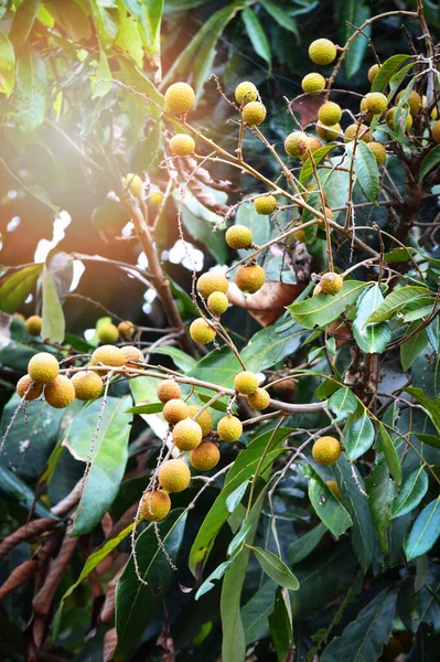 Longan Φρούτα Δέντρο Φρέσκα Ωμά Longan Τροπικών Φρούτων Οπωρώνες Κήπο — Φωτογραφία Αρχείου