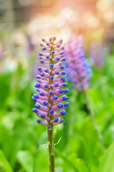 Bromélia Roxa Flor Bonito Plantas Ornamentais Jardim Casa Verde Com — Fotografia de Stock