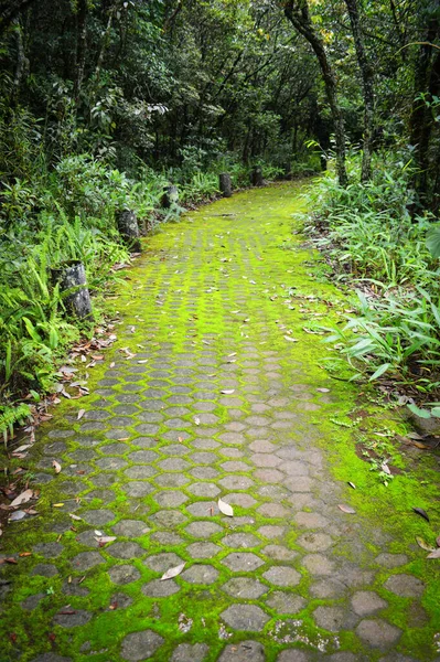Zelený Mech Cihlový Chodník Stromy Cesta Lesa — Stock fotografie