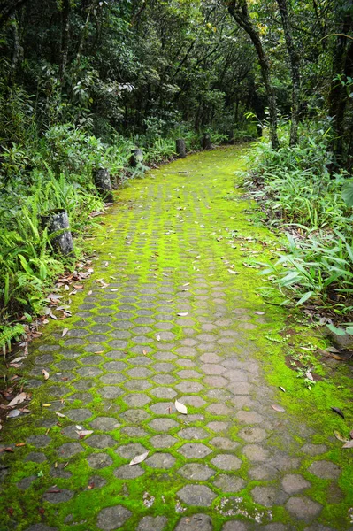 緑の木とれんが造りの通路のコケ 森への道 — ストック写真