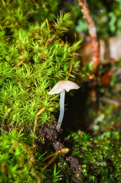 Small Mushrooms Wild Growing Mos Ground Nature Wild Forest Little — Stock Photo, Image