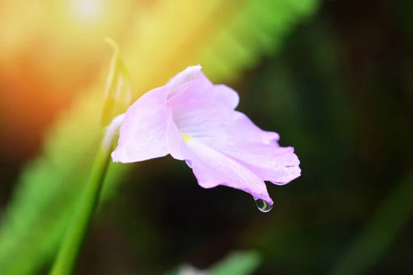 Rosa Blommor Som Blommar Med Droppar Naturen Rainforest Bakgrunden — Stockfoto