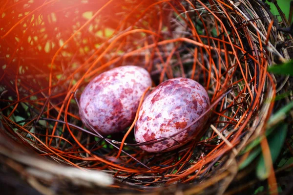 nest egg / Eggs of birds nested in natural forest - Two eggs purple in the nest with green leaf - bird nest on tree branch