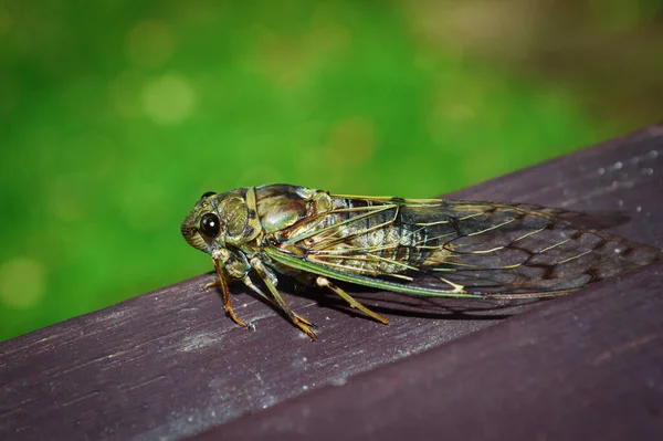 Cicada Bug Cicada Insecto Sobre Madera Sobre Fondo Verde — Foto de Stock