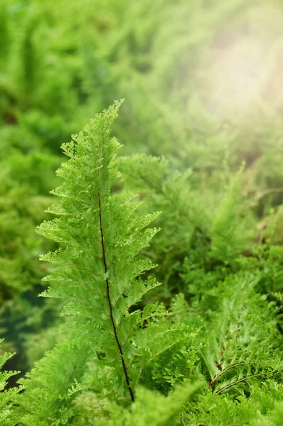 Zielone Tło Paproć Szczegółowo Charakter Zobacz Zielony Liść Paproci Lesie — Zdjęcie stockowe