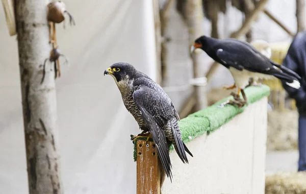 Birds Prey Captivity Detail Wild Bird Great Bird — Stock Photo, Image