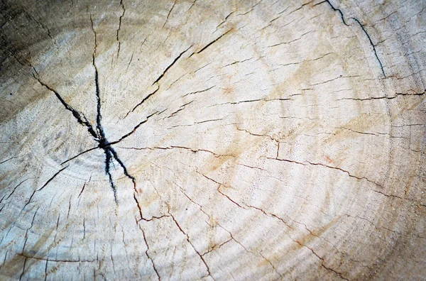 Fondo Textura Del Muñón Viejo Tocón Madera Marrón Con Grietas — Foto de Stock