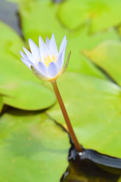 Nenúfar Flor Estanque Agua Primer Plano Hermosa Flor Blanca Nenúfar — Foto de Stock