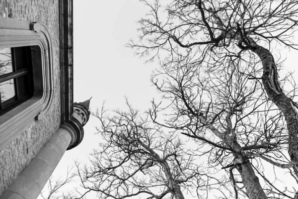 Casa Gótica Com Árvore Assustadora Detalhe Uma Casa Velha — Fotografia de Stock