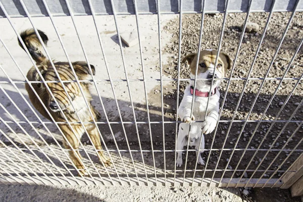 Abandonado Cão Animais Enjaulados Abuso Negligência — Fotografia de Stock