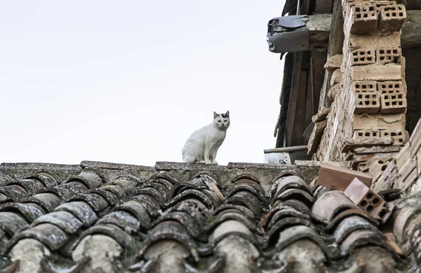 Gatto Selvatico Tetto Dettaglio Animale Mammifero Esplorazione Natura — Foto Stock