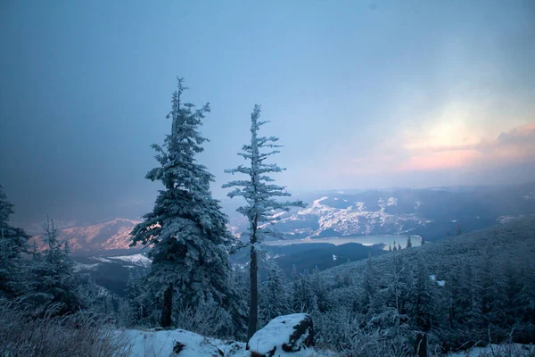 マジック休日背景で覆われた冬の山の中の木にクリスマスと新年の背景 — ストック写真