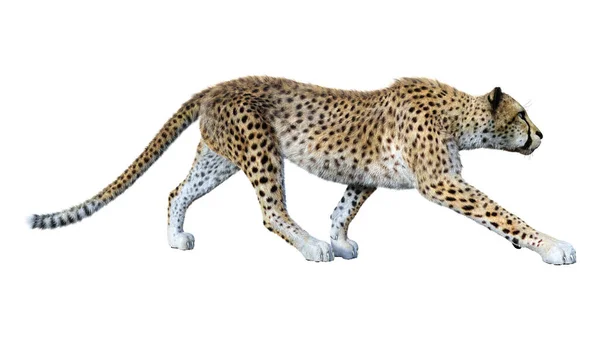 Rendering Grande Ghepardo Gatto Isolato Sfondo Bianco — Foto Stock