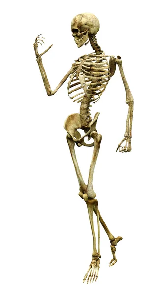 Darstellung Eines Menschlichen Skeletts Isoliert Auf Weißem Hintergrund — Stockfoto