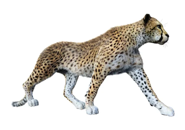 白色背景下孤立的大猫猎豹的3D渲染 — 图库照片