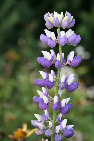 Kwitnąca Łubin Łąka Flora — Zdjęcie stockowe