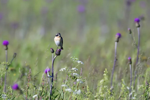 Αρσενικό Whinchat Κάθεται Στο Λιβάδι Καλοκαίρι Και Ψάχνει Για Φαγητό — Φωτογραφία Αρχείου