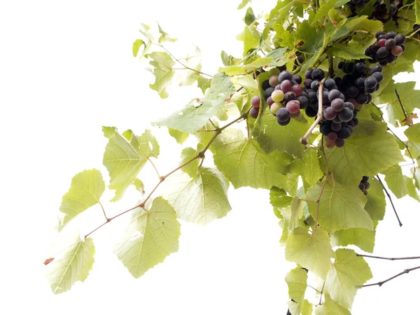 Grape Vine Hanging Branch — Stock Photo, Image