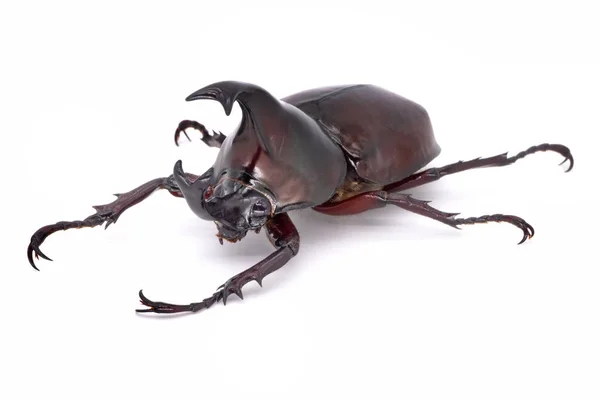 犀牛甲虫在白色背景 来自泰国的大型飞行甲虫 — 图库照片