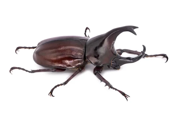 犀牛甲虫在白色背景 来自泰国的大型飞行甲虫 — 图库照片