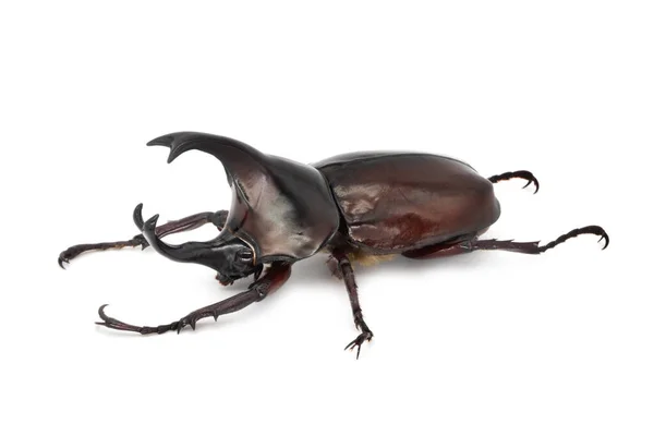 Rhinoceros Beetle Witte Achtergrond Grote Vliegende Kever Uit Thailand — Stockfoto