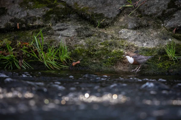 Nationalfågel Cinclus Cinclus Sitter Sten Dykning Fågel Jakt Vattnet Våren — Stockfoto