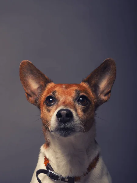 Captura Estudio Lindo Jack Russell Terrier —  Fotos de Stock