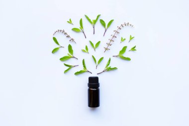 Holy basil essential oil in a glass bottle with fresh holy basil leaves and flower clipart