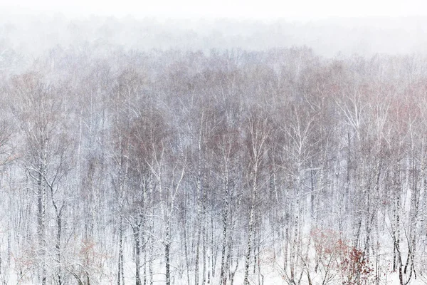 Luchtfoto Van Berk Grove Bos Sneeuwval Koude Winterdag — Stockfoto