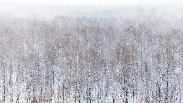 Vista Panorámica Del Bosque Nevadas Frío Día Invierno — Foto de Stock