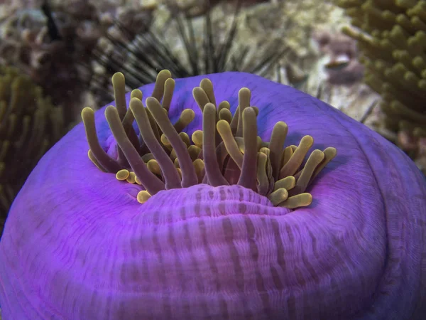 Thailand, Diving in the Andaman Sea - Anemone nearby Koh Doc Mai