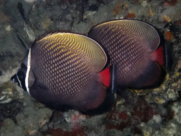 Thailand Collar Butterflyfish Andaman Sea — Stock Photo, Image