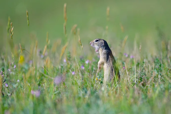 Spermophilus Citellus Rana — Stock Photo, Image