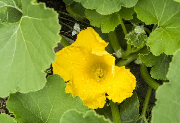 Weergave Van Een Vroege Ochtend Geopend Gele Vrouwelijke Pompoen Plant — Stockfoto