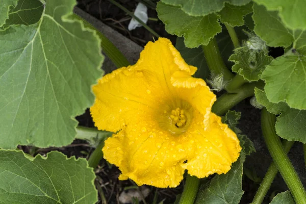 Pohled Brzy Ráno Otevřela Žluté Dýně Samičí Rostliny Květ Lístky — Stock fotografie
