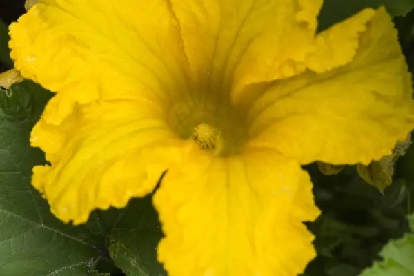 早朝のビューは 花びら 雄しべ 葯フィラメントと男性かぼちゃの黄色花を開く — ストック写真