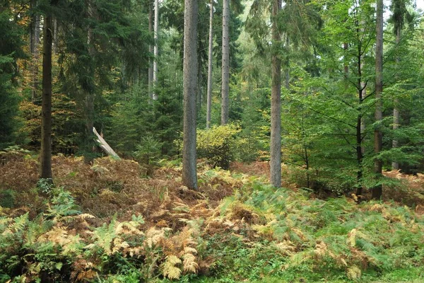 숲에서 수있는 식물상 — 스톡 사진