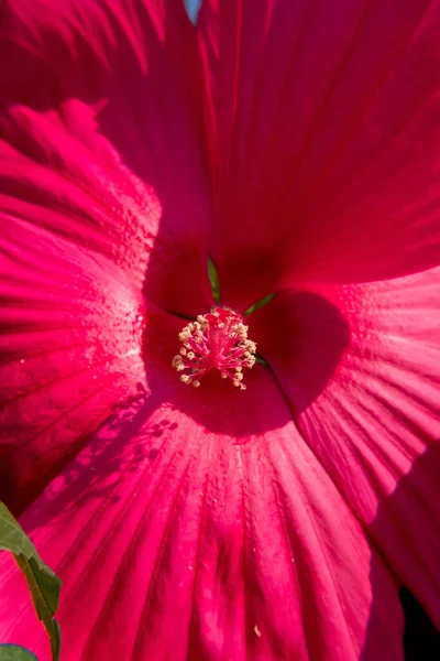 Natureza Fundo Papel Parede Hibiscus Vermelho Flor Hibiscus Não Pessoas — Fotografia de Stock
