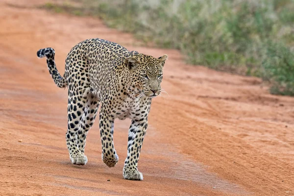 Leopar Panthera Pardus Tsavo Batı Ulusal Parkı Kenya Doğu Afrika — Stok fotoğraf