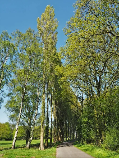 Ngiltere Yorkshire Mavi Gökyüzü Olan Yeşil Bir Çayırdaki Uzun Kavak — Stok fotoğraf