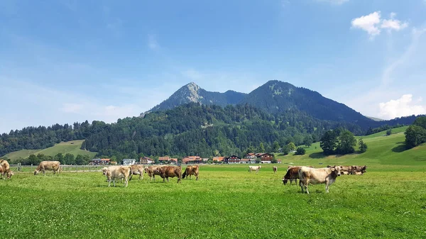 Allgau Krów Pastwiskach Bawarii Lecie — Zdjęcie stockowe