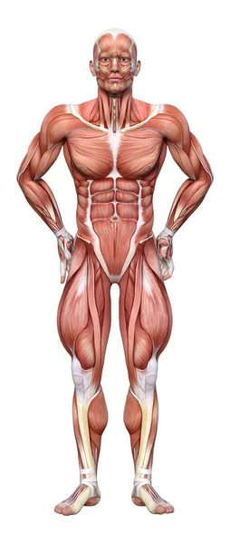 用白色背景隔离肌肉图的男性图形的三维绘制 — 图库照片