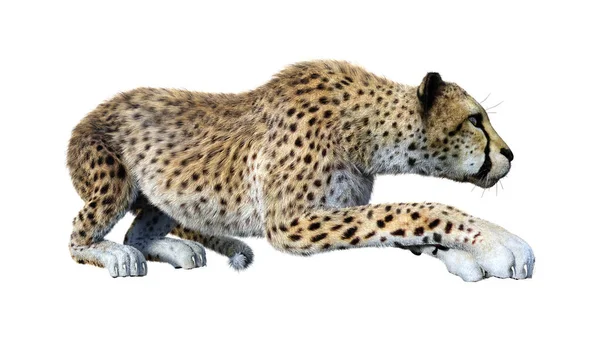 Rendering Big Cat Cheetah Isolated White Background — Stock Photo, Image