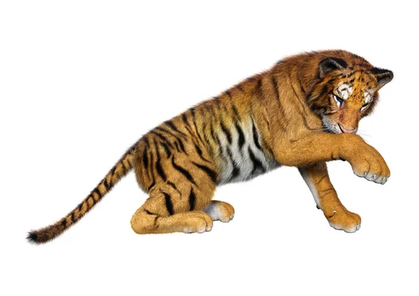 Rendering Una Grande Tigre Gatto Isolata Sfondo Bianco — Foto Stock