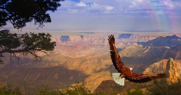 Águila Toma Vuelo Sobre Gran Cañón Usa — Foto de Stock