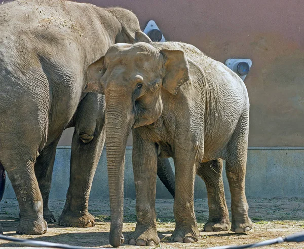 ゾウやアフリカの動物 — ストック写真