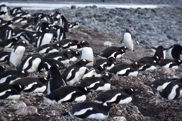 Antarktika Yarımadasındaki Penguenlerin Resimlerini Stokla — Stok fotoğraf