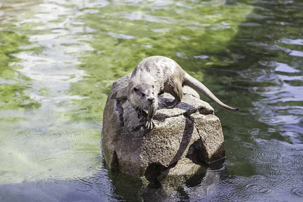 Lontra Descansando Uma Rocha Close Animal Selvagem Uma Lagoa Zoológico — Fotografia de Stock